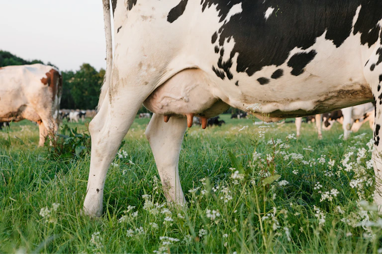 A black and white cow in a meadow.
