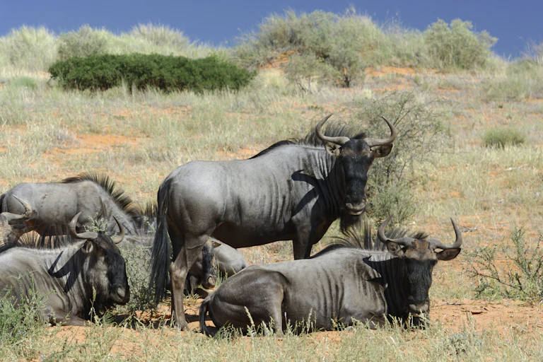 Animals with horns, standing and lying in a savannah landscape