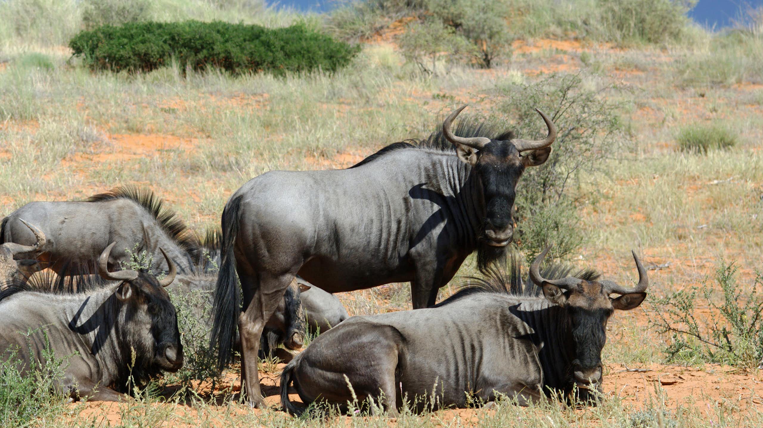 Animals with horns, standing and lying in a savannah landscape