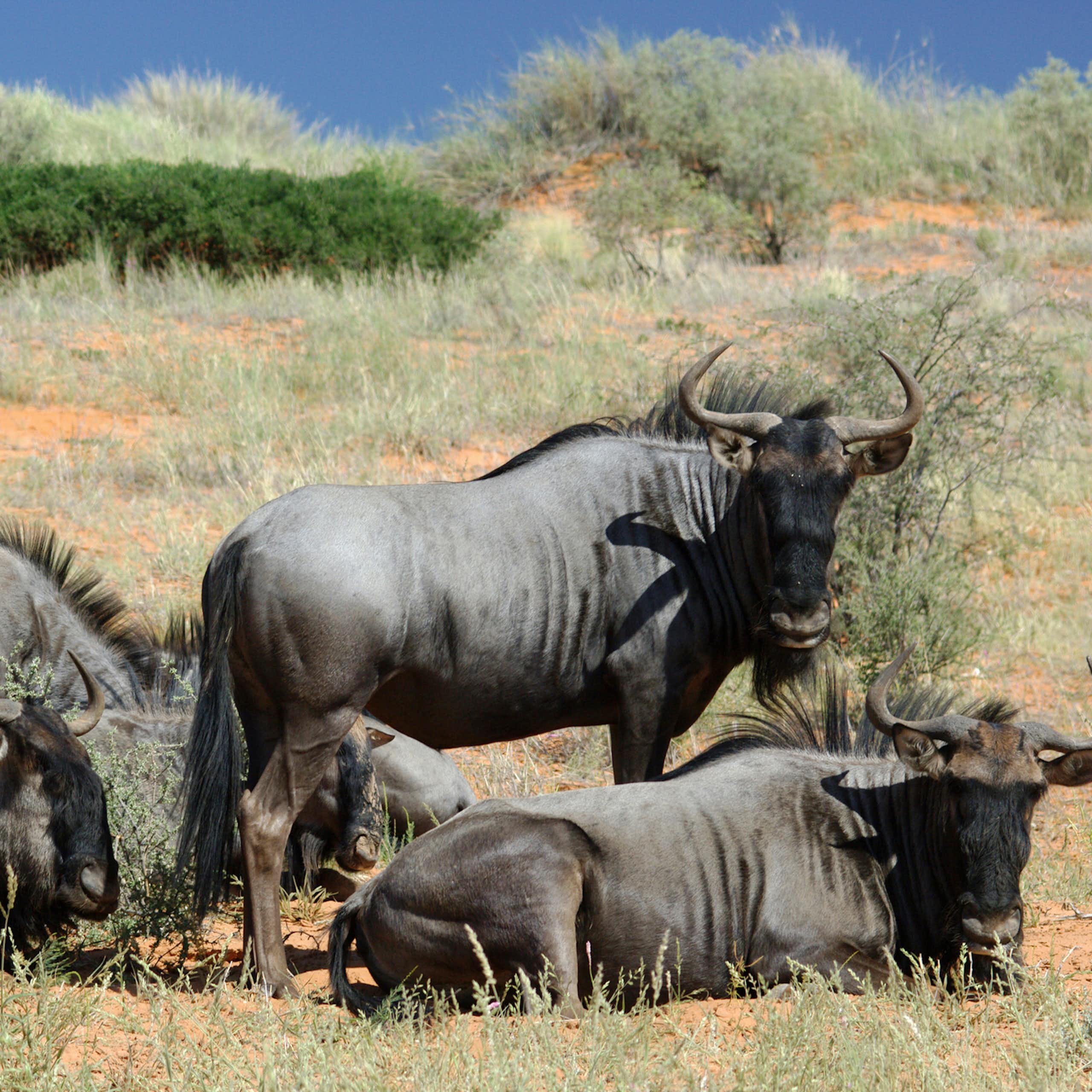 Animals with horns, standing and lying in a savannah landscape