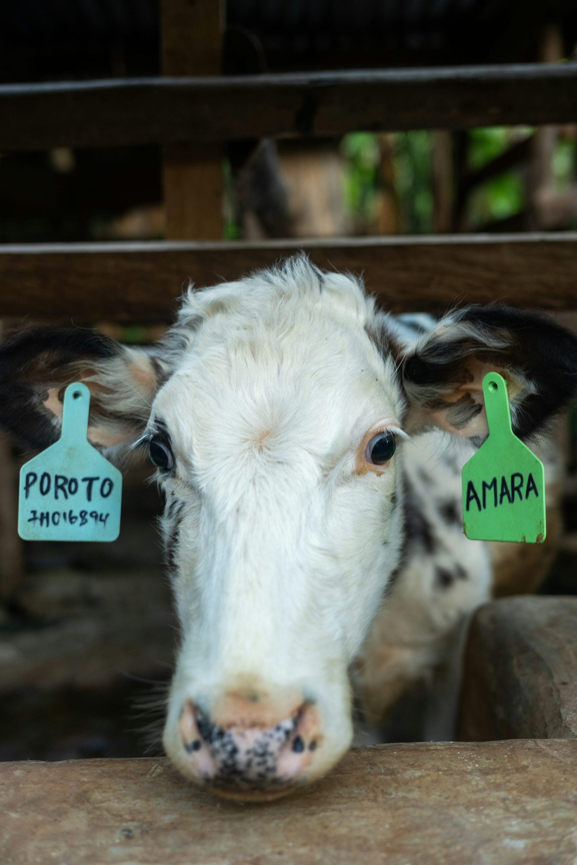 A cow looking out over a feeding trough.