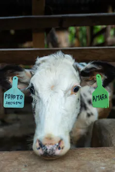 A cow looking out over a feeding trough.
