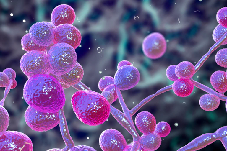 A digital drawing depicting the microscopic _Candida_ yeast.