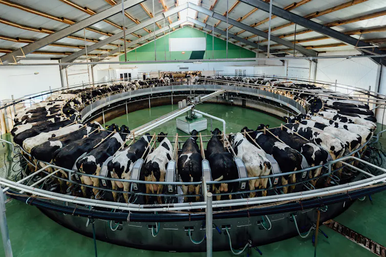 Cows being milked automatically in a huge shed on a rotation platform.