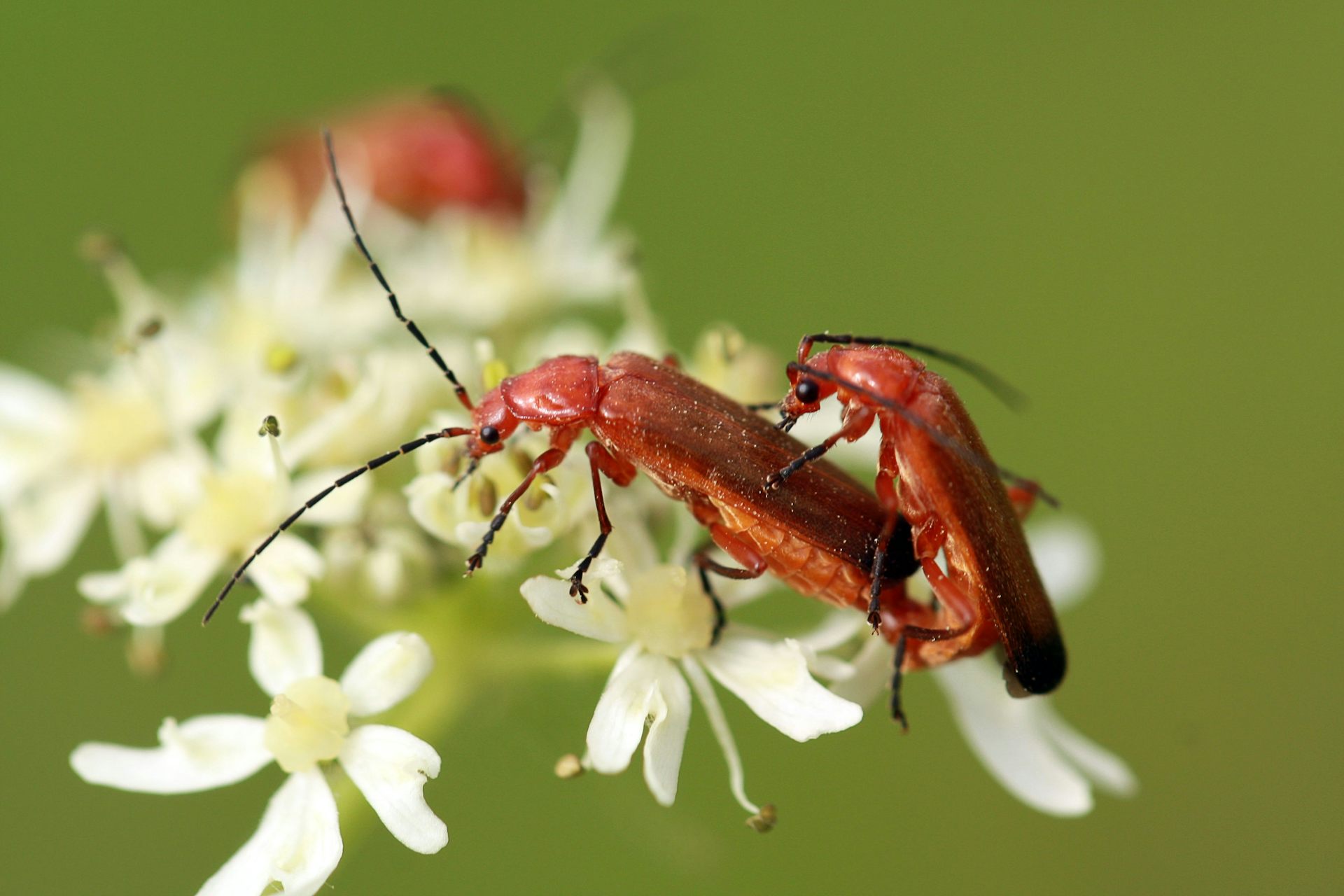 Un escarabajo rojo encima de otro en una flor.