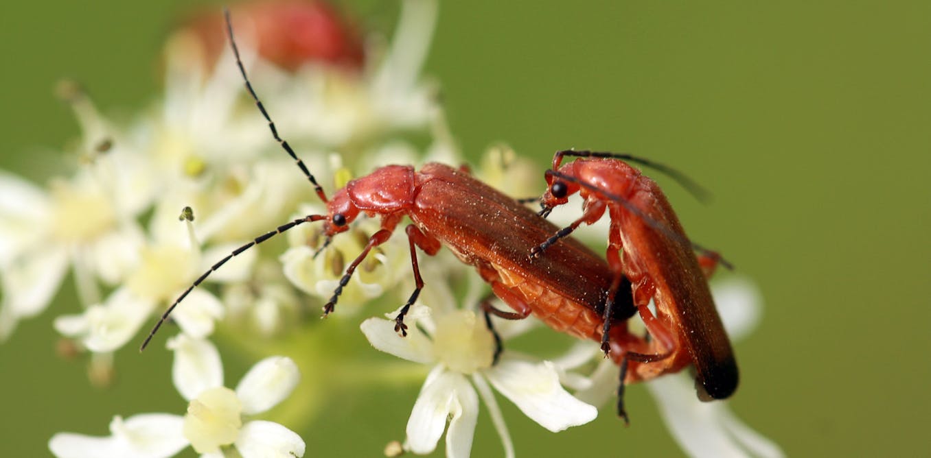 Diversidad de lenguajes de atracción en las especies del planeta