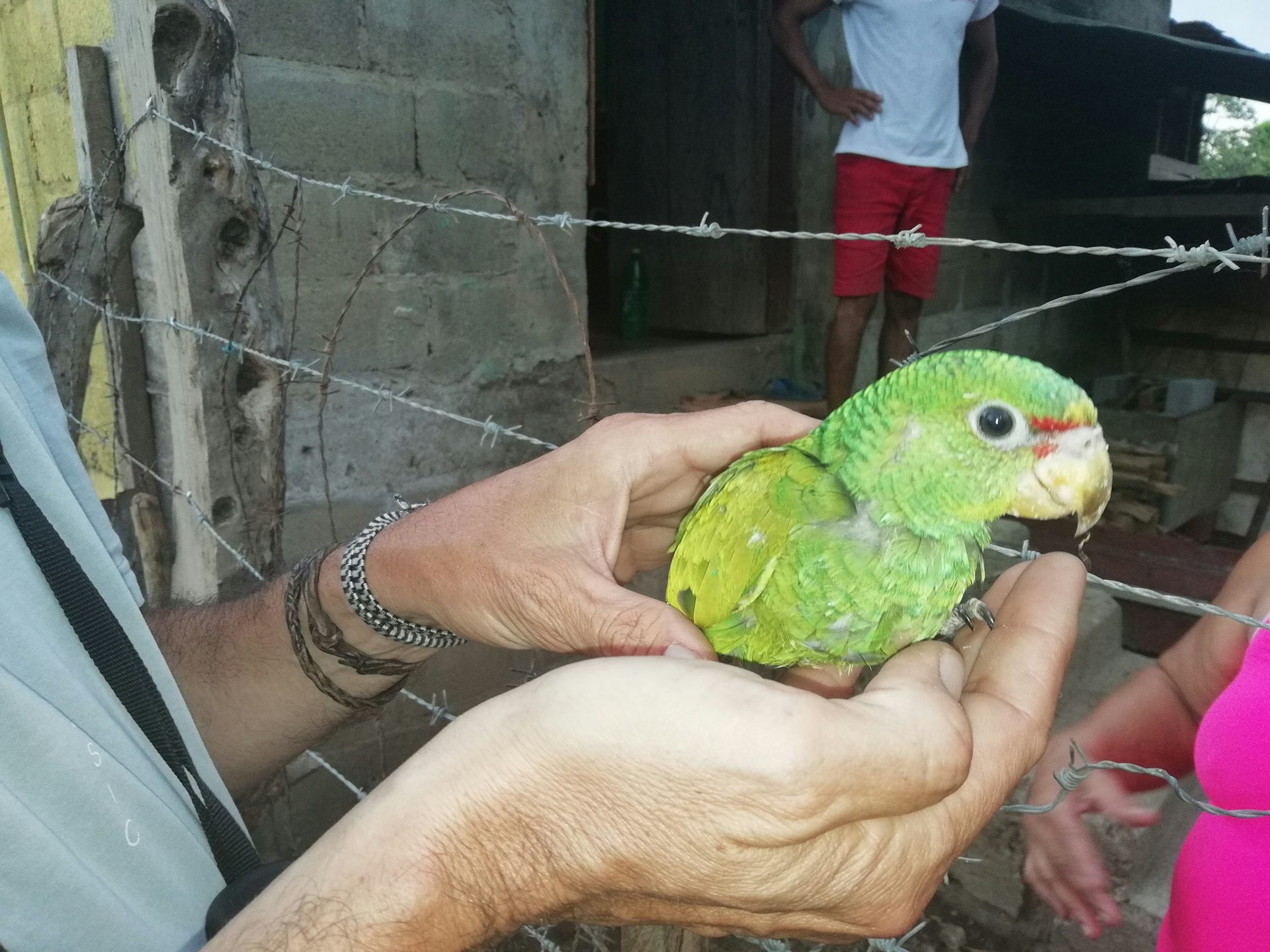 Un pequeño loro de color verde sostenido por unas manos