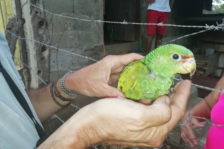 Un pequeño loro de color verde sostenido por unas manos