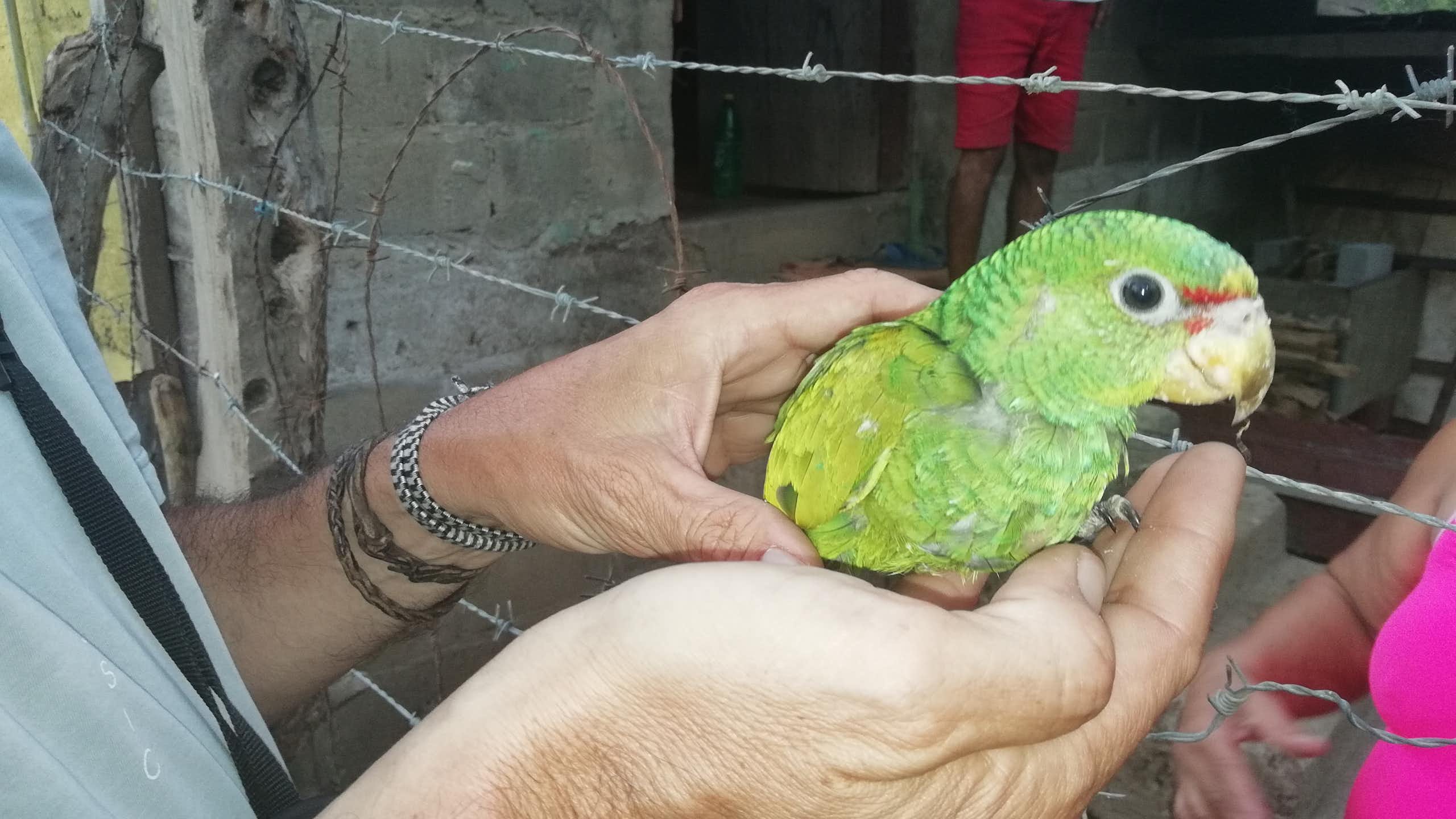Un pequeño loro de color verde sostenido por unas manos