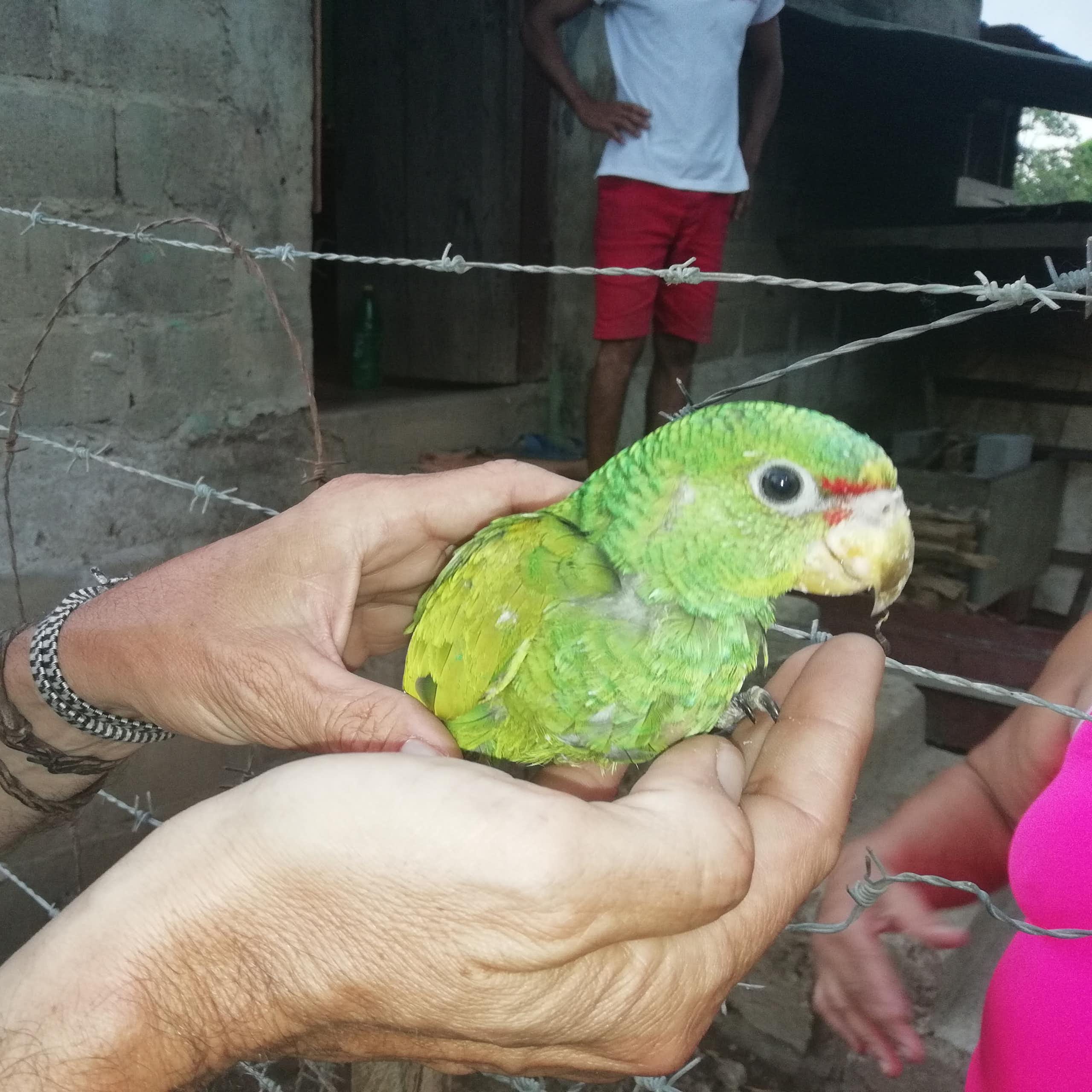 Un pequeño loro de color verde sostenido por unas manos