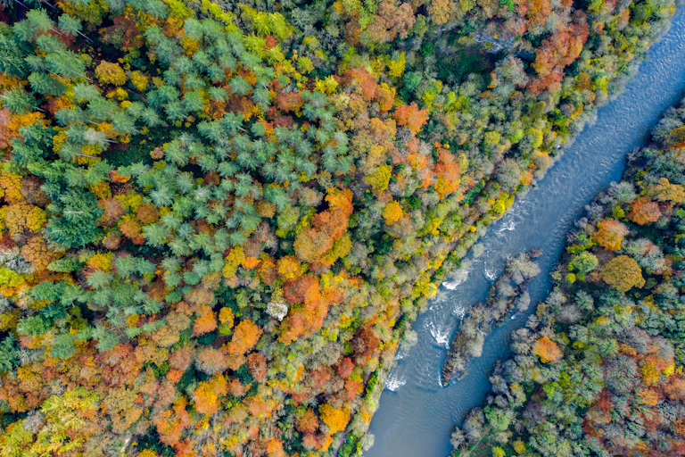 Aerial view of autumn tress and river.