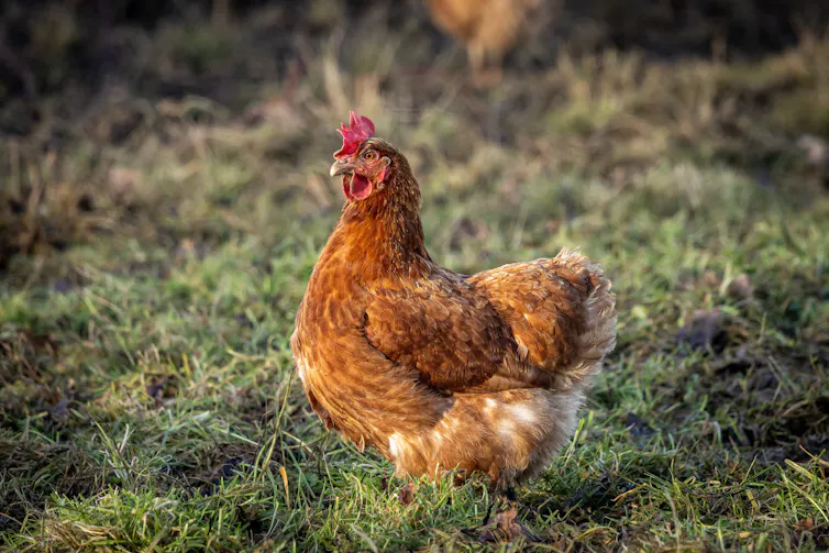 A chicken.