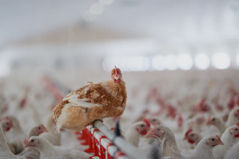 chickens in big factory farm