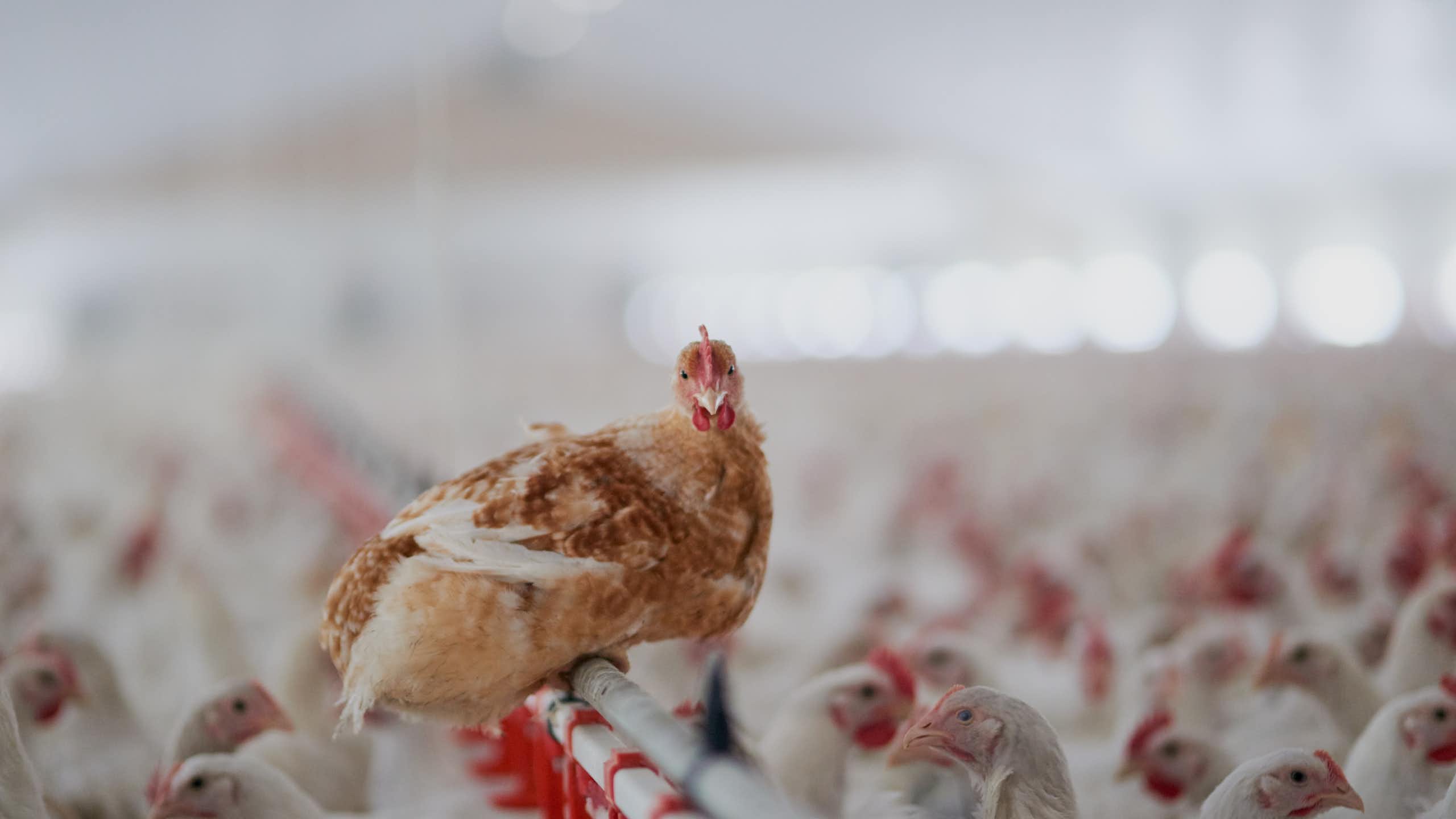 chickens in big factory farm
