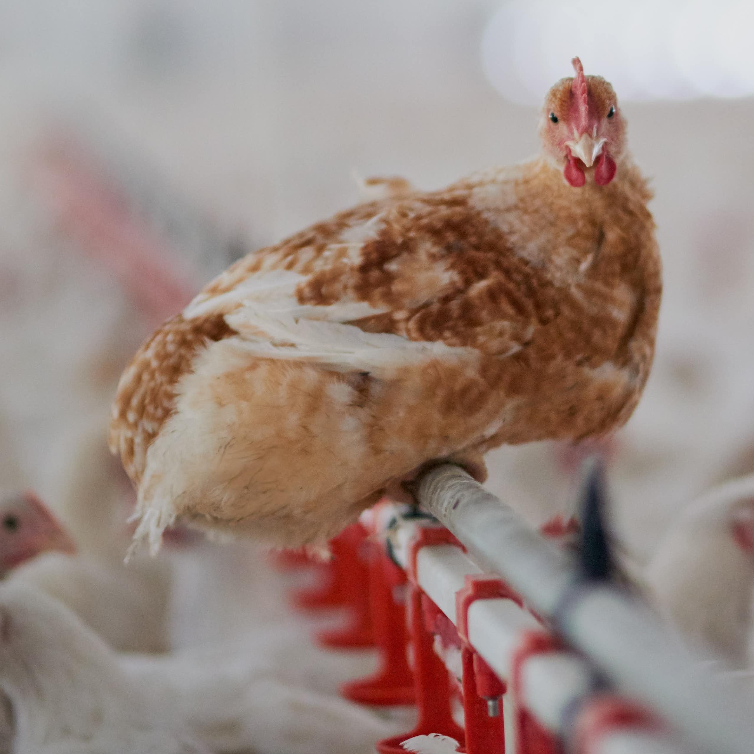 chickens in big factory farm