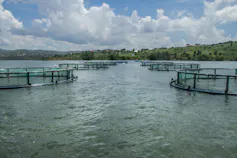 Several circular cages in the sea, about 5 metres wide, where fish are being farmed
