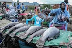 A woman sits behind a stall where she is selling 7 large fish out in the open