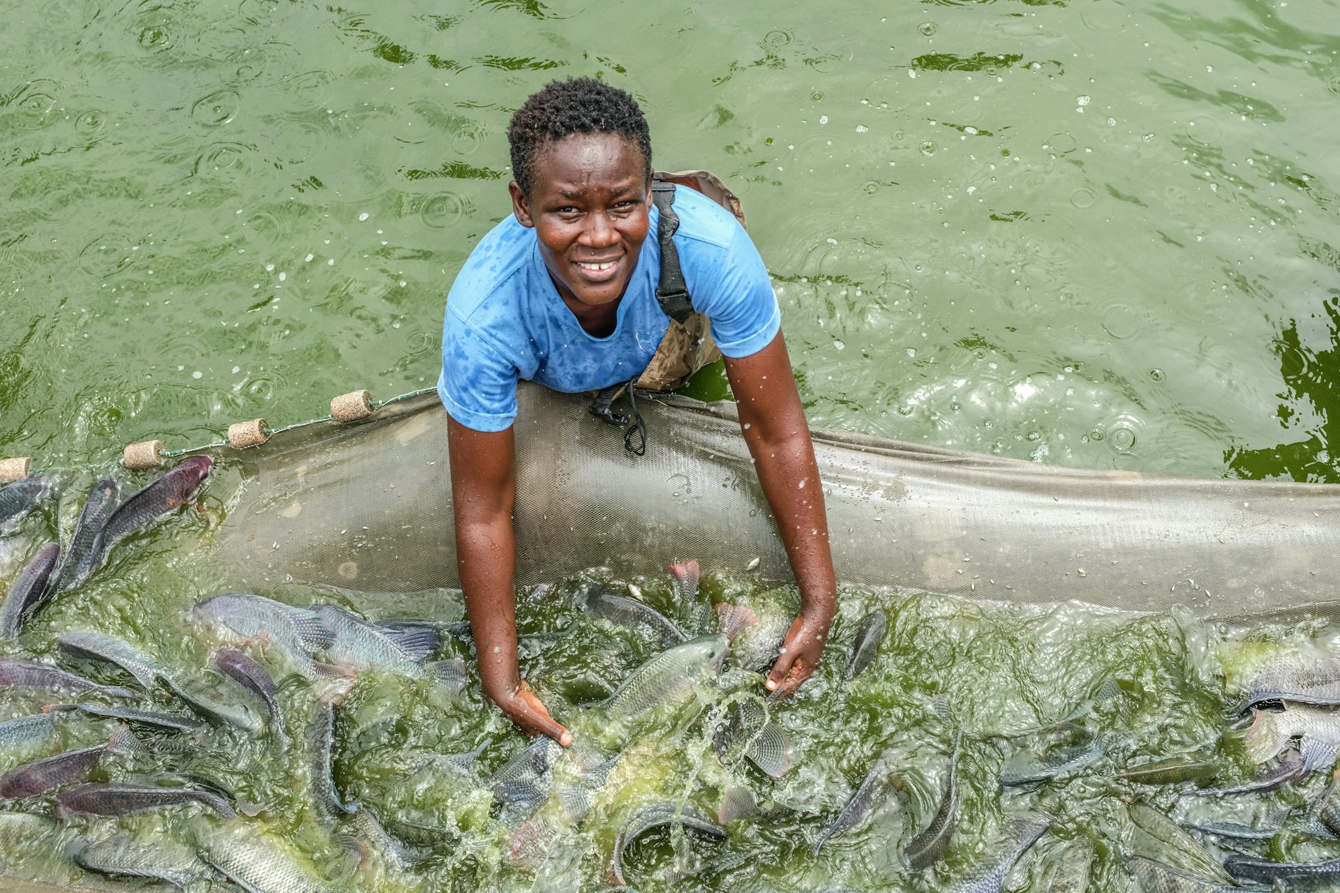 A woman stands waist deep in water sorting through large fish that are swimming inside a net