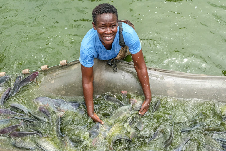 A woman stands waist deep in water sorting through large fish that are swimming inside a net