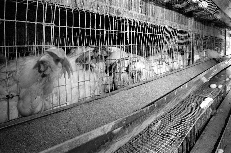 Chicken farm in black and white