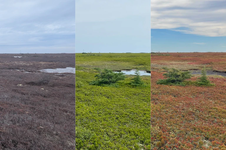 trois photos de la même zone humide à trois moments différents de l'année.