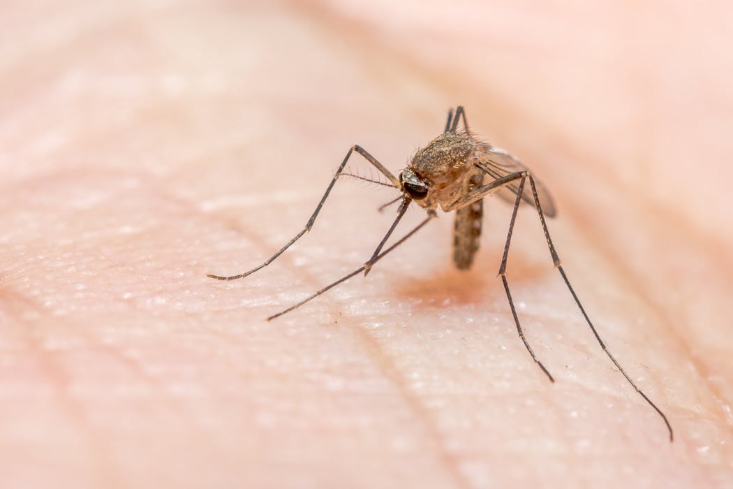 Malaria di Tanah Papua: Komunikasi lisan kunci percepat pemberantasan penyakit
