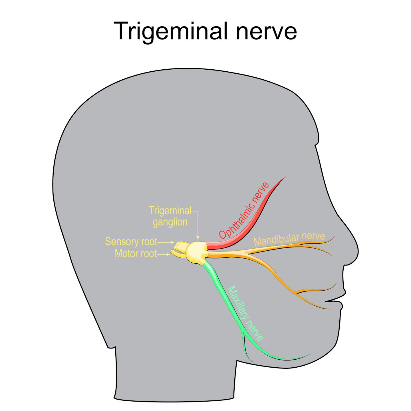 Diagram showing the trigeminal nerve in the head.