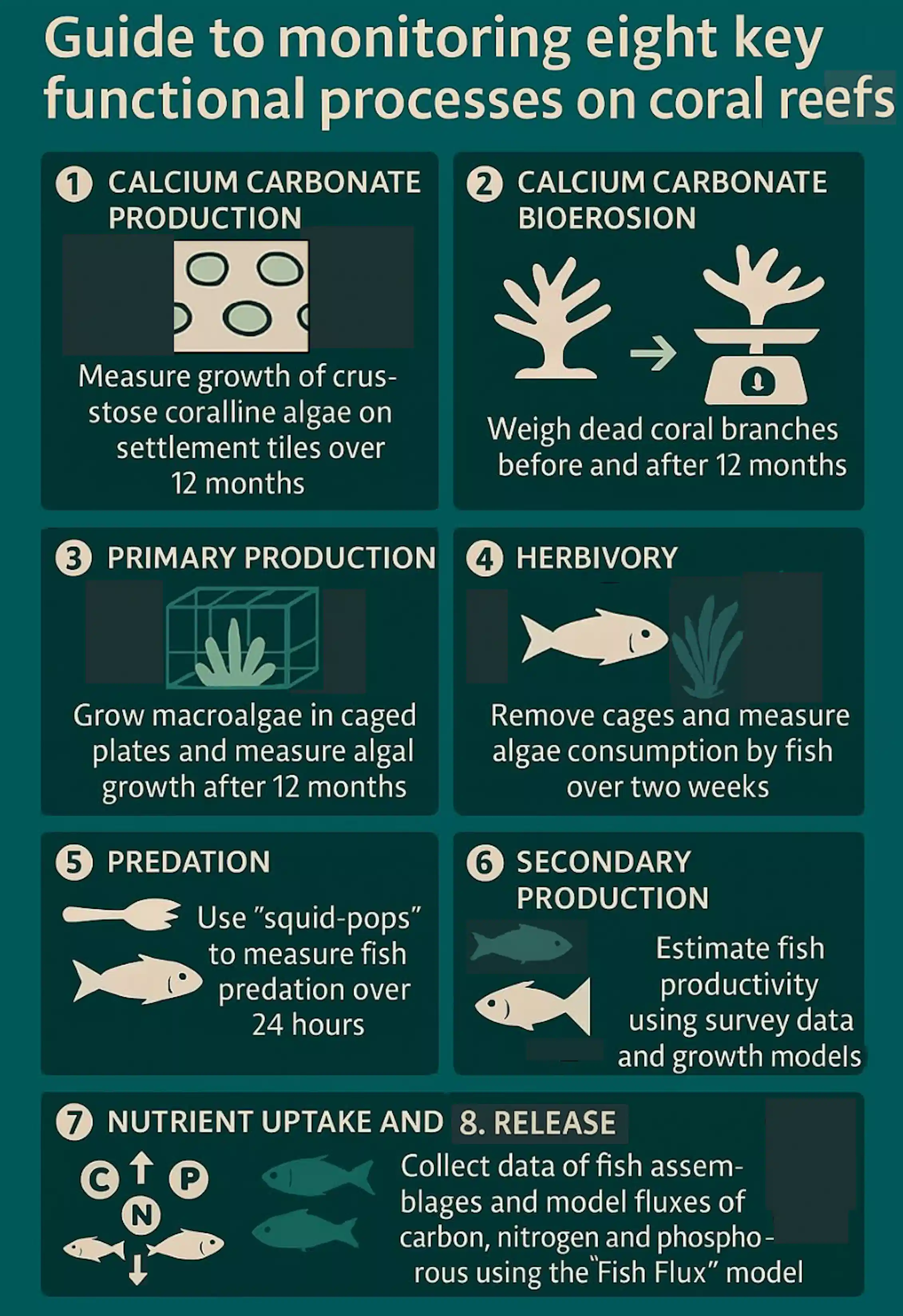 Reef restoration shouldn’t just be about growing corals - but also ...