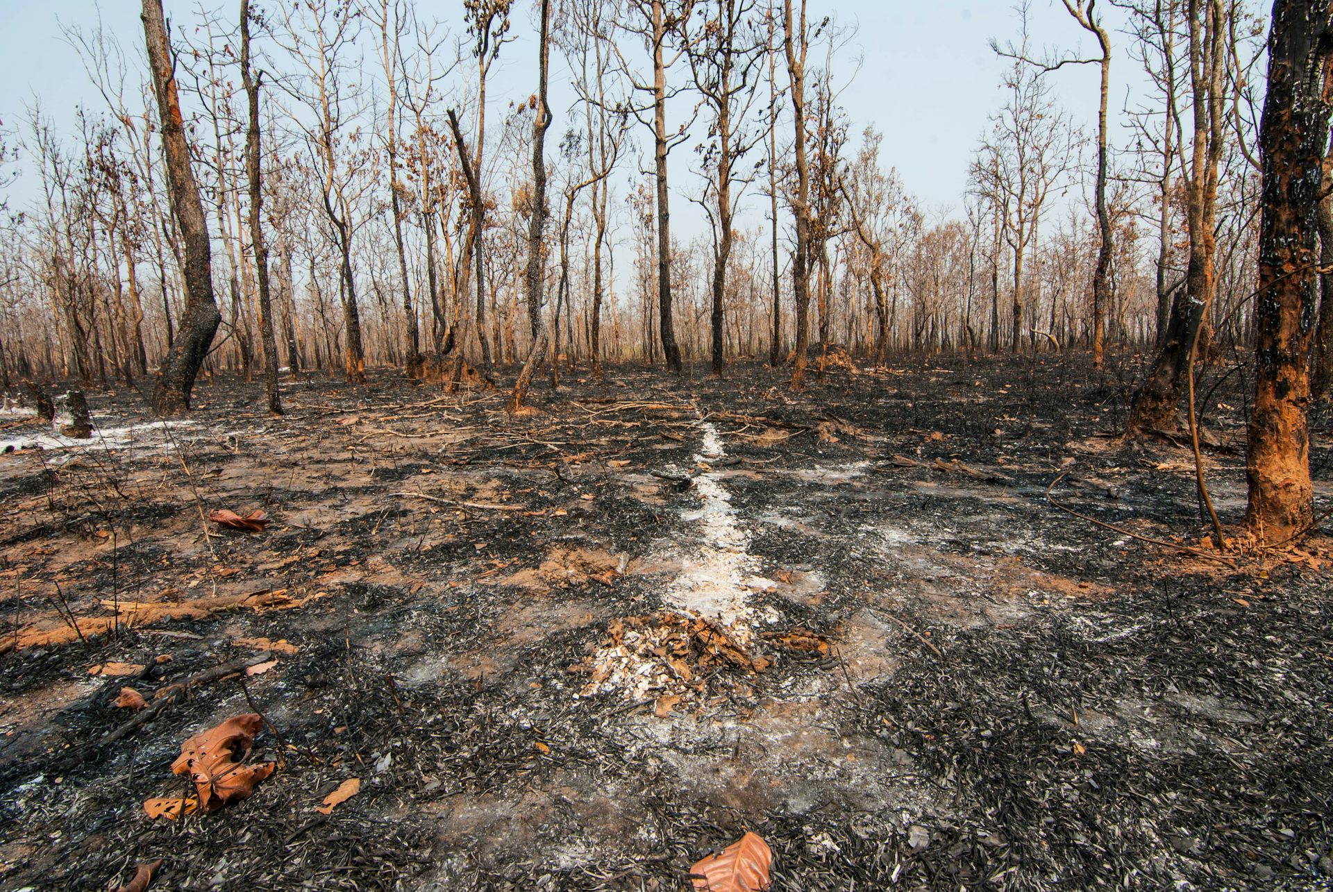 Suelo ennegrecido después de un incendio forestal.