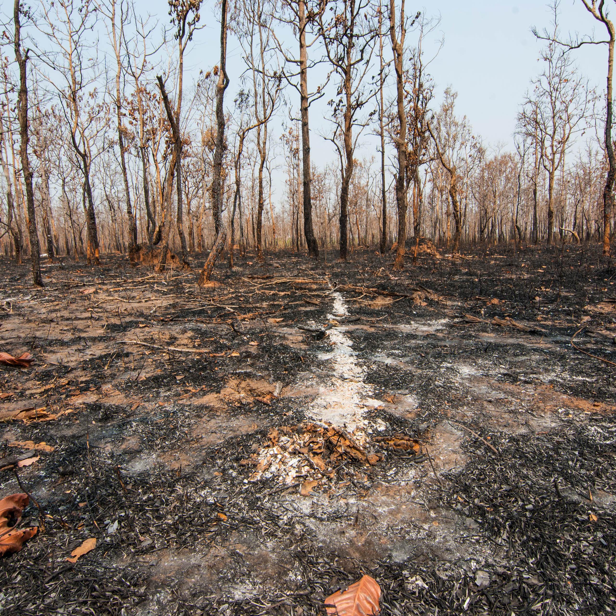 Suelo ennegrecido después de un incendio forestal.