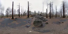 bare trees, dry ground