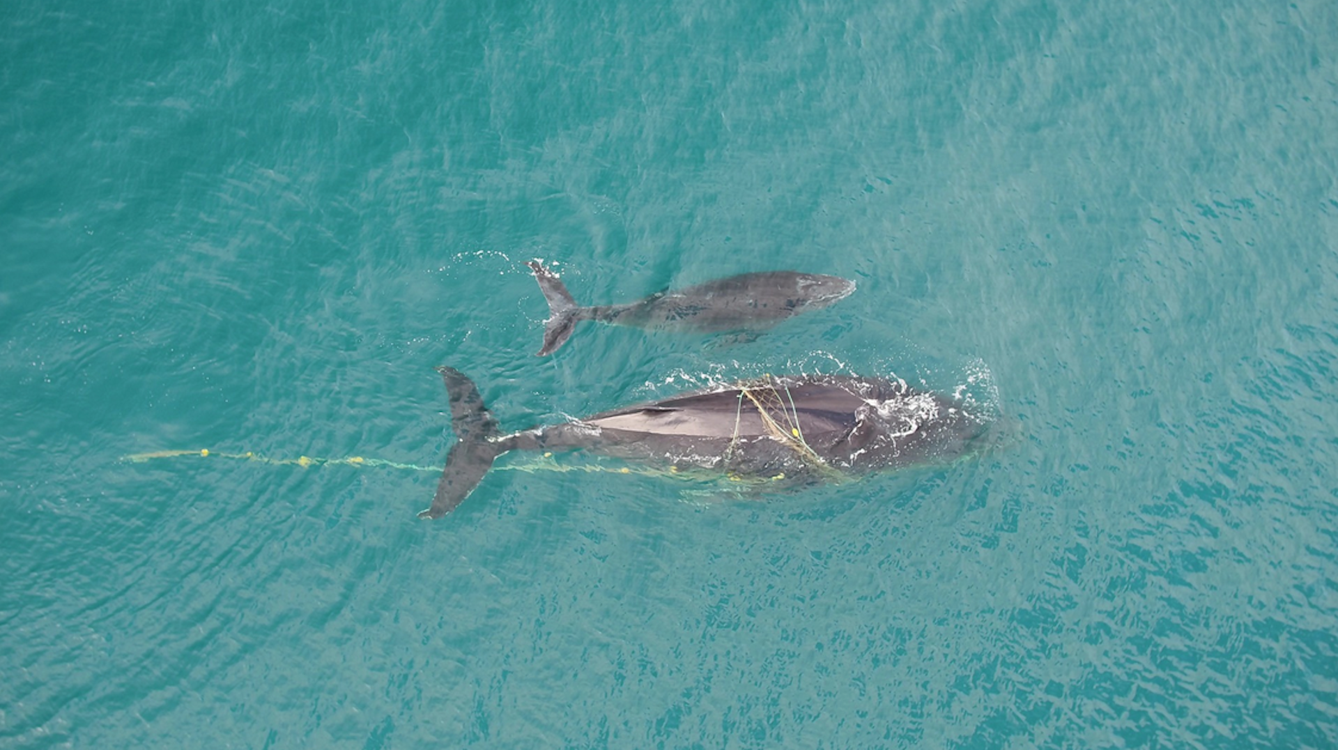 More whales are getting tangled in fishing gear and shark nets. Here’s what we can do