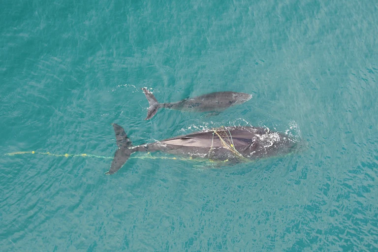 Seen from above, two whales, one large and one small, are entangled in rope.