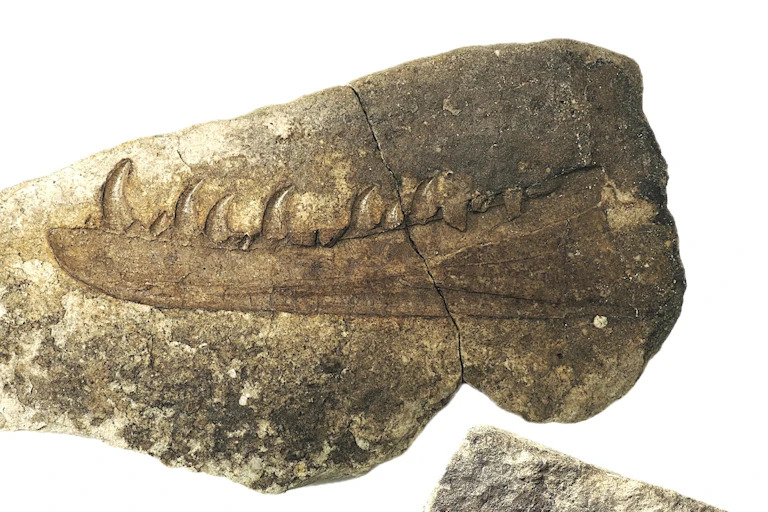 Impression of dinosaur jaw in rock