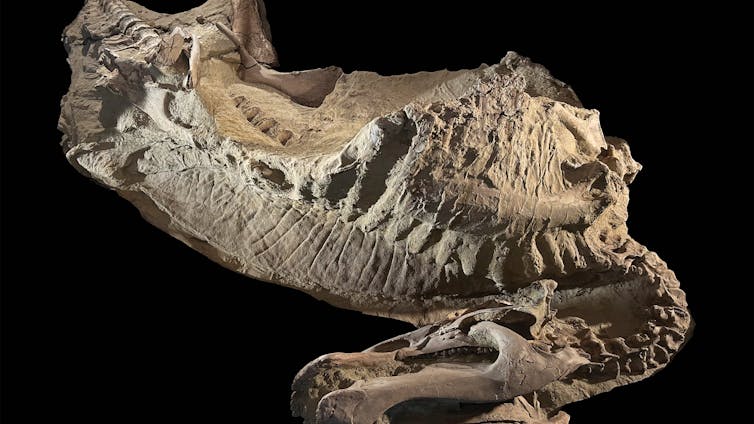 Dinosaur ‘mummies’