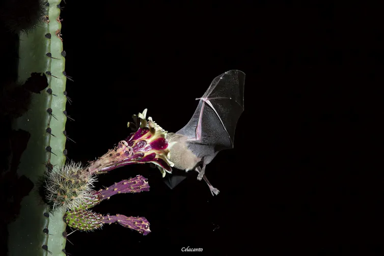 Bat with its face in a cactus flower.