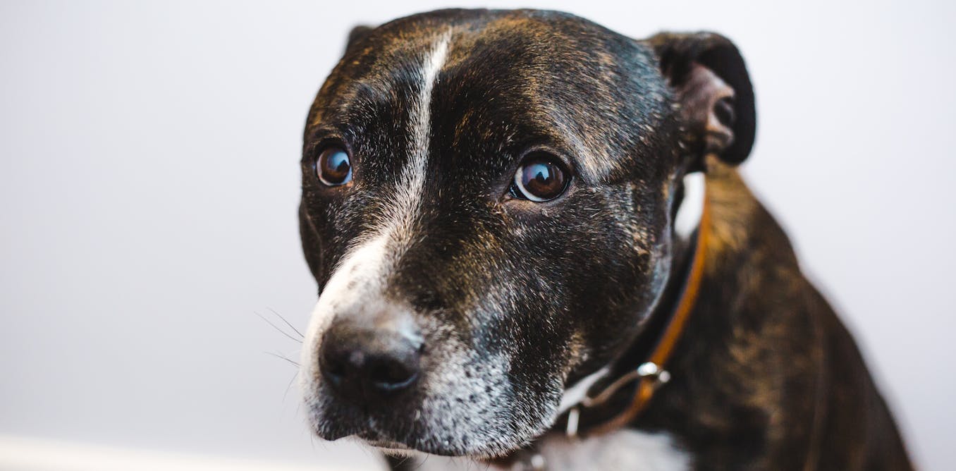 Autistic dogs? Neurodiversity in our pets and what it might mean for us Autistic dogs? Neurodiversity in our pets and what it might mean for us