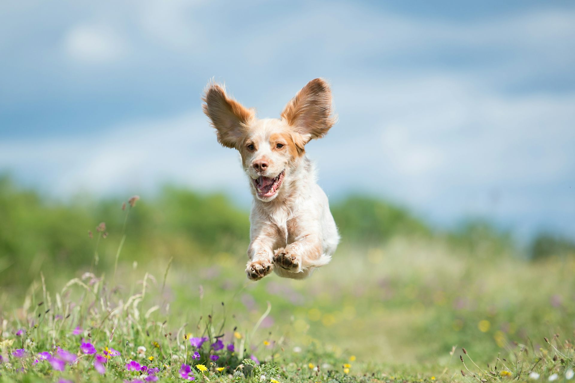 Cocker spaniel jumping in grassy field.