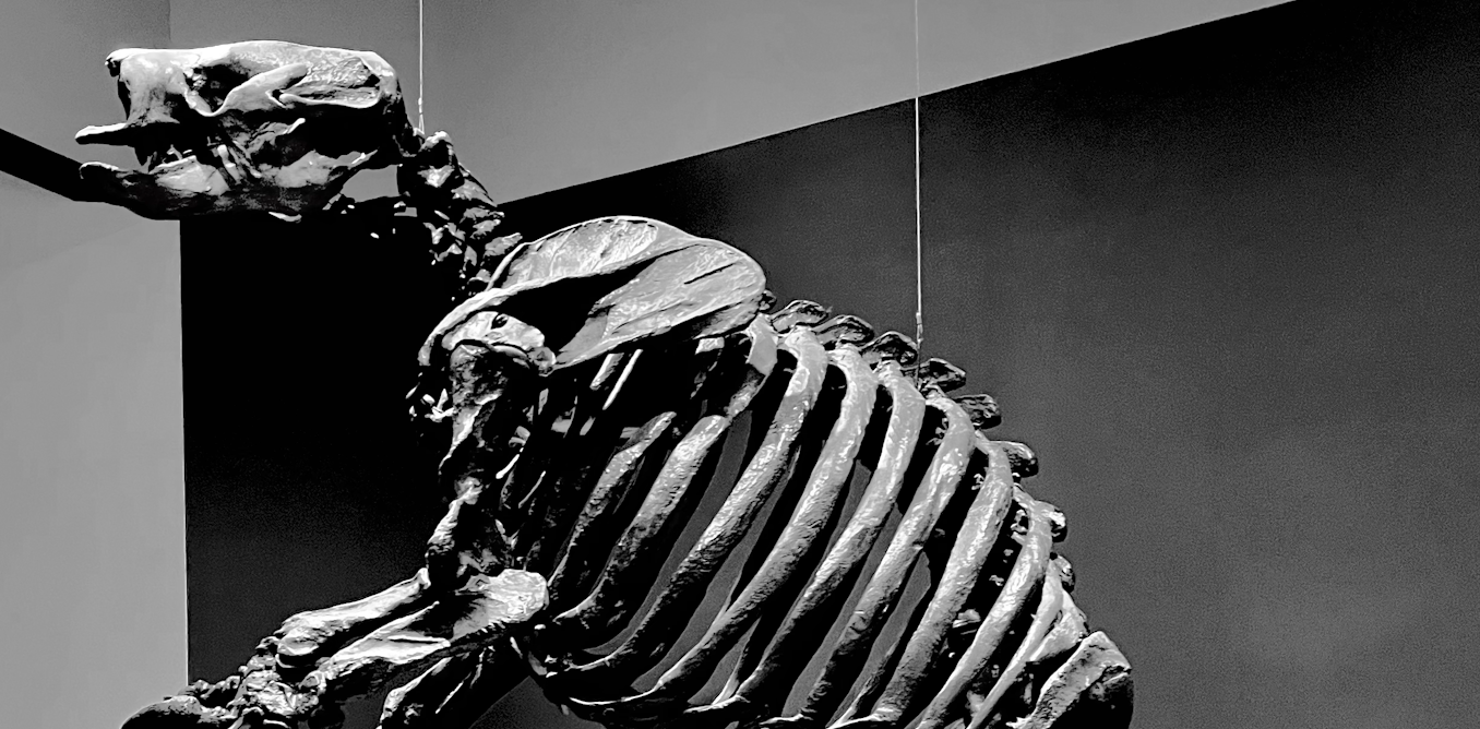 Giant ground sloths’ fossilized teeth reveal their unique roles in the prehistoric ecosystem Giant ground sloths’ fossilized teeth reveal their unique roles in the prehistoric ecosystem