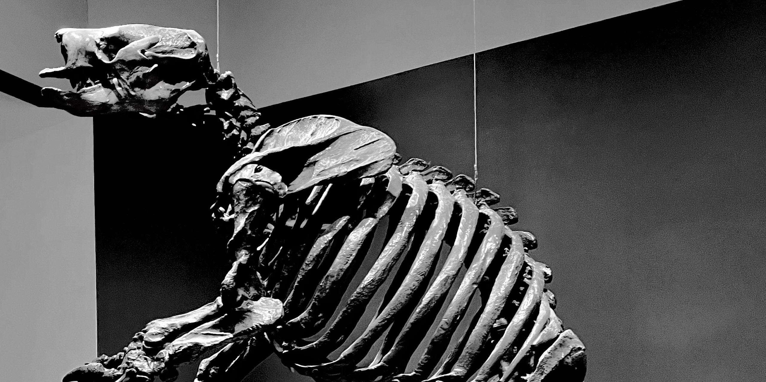 fossil skeleton of an animal standing on its hind legs