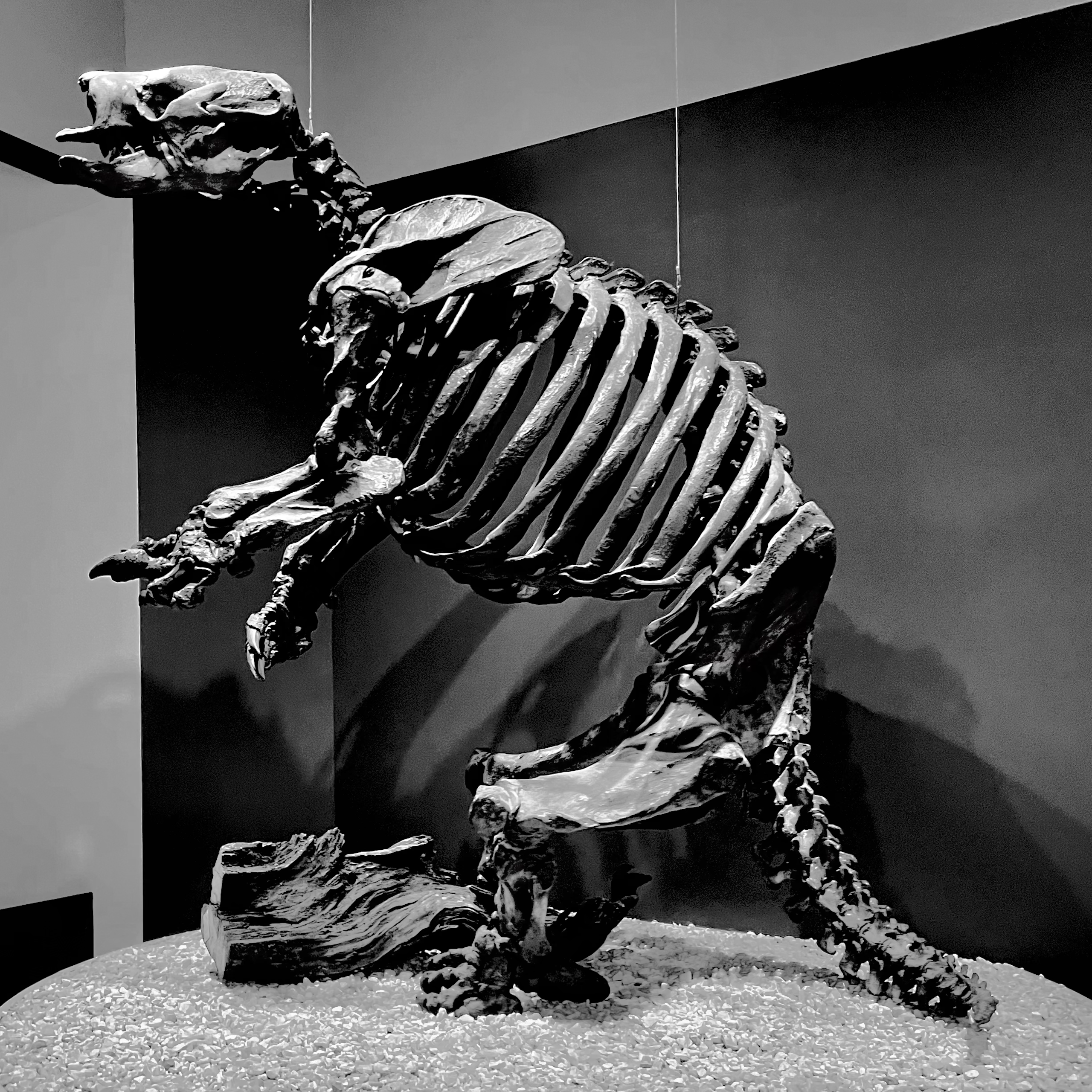 fossil skeleton of an animal standing on its hind legs