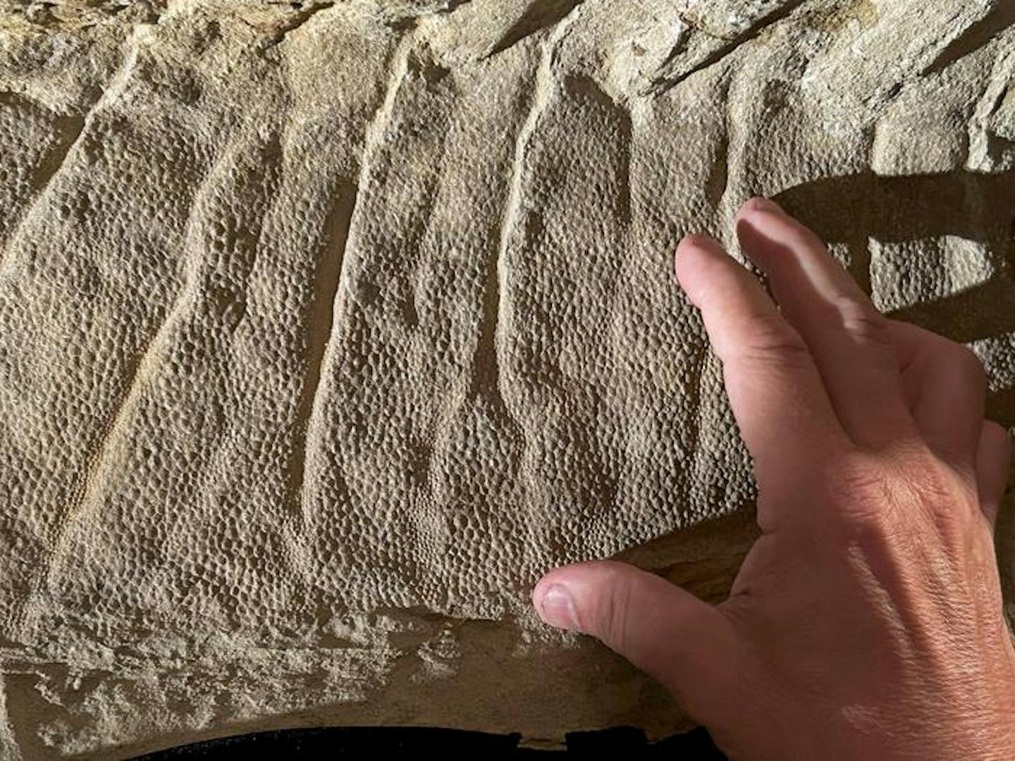A hand touching a beige rock with a lined, crest pattern and dimpled texture.