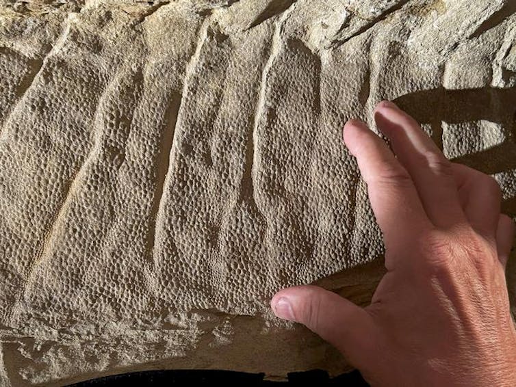 A hand touching a beige rock with a lined, crest pattern and dimpled texture.
