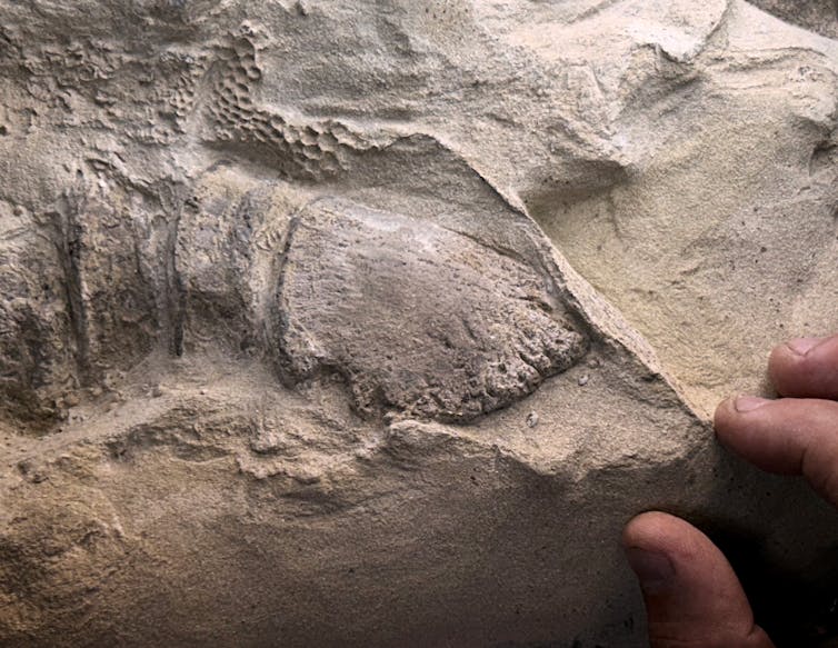 A rock showing the outline of several bones and a hoof.