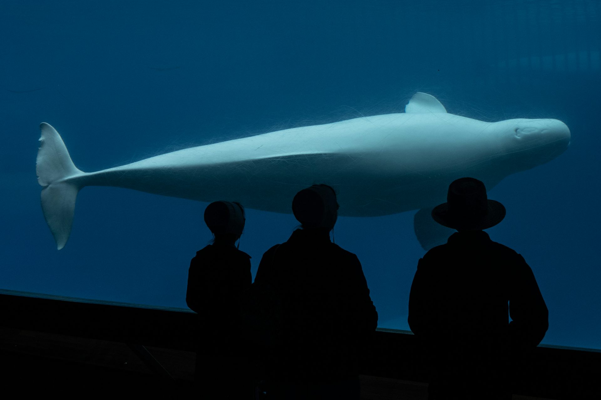 People stand silhouetted in front of an aquarium tank watching a beluga whale swim past