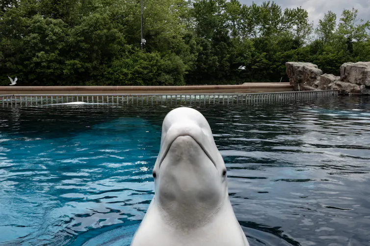 Una ballena beluga asoma la cabeza fuera de un tanque de agua abierto