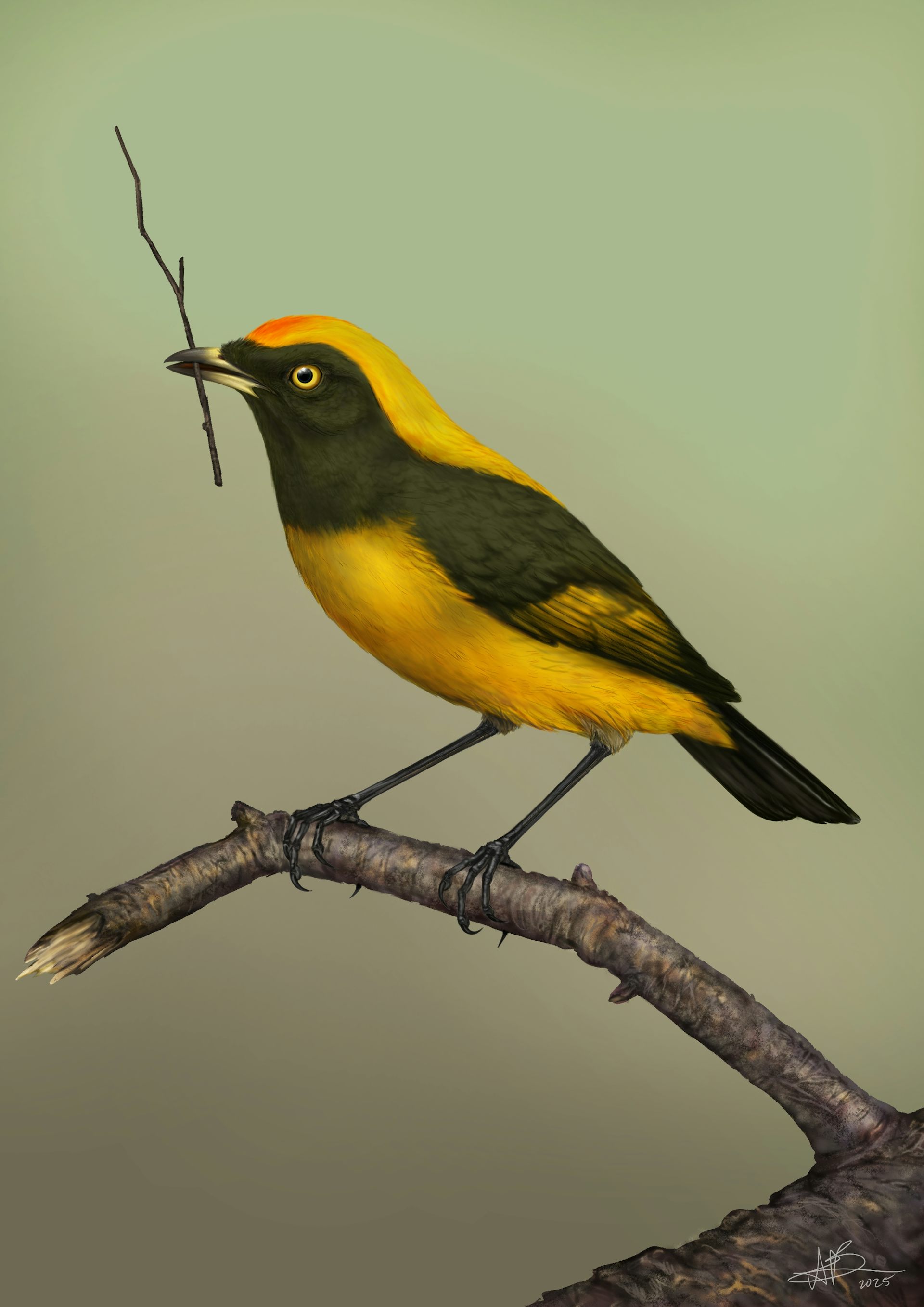 An artist's impression of the bowerbird that possibly once lived in New Zealand, showing yellow plumage