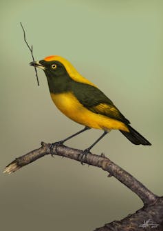 An artist's impression of the bowerbird that possibly once lived in New Zealand, showing yellow plumage