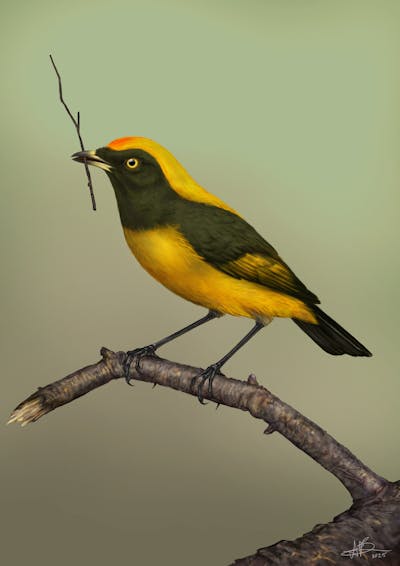 An artist's impression of the bowerbird that possibly once lived in New Zealand, showing yellow plumage