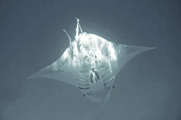 Spesies langka pari manta di Raja Ampat.